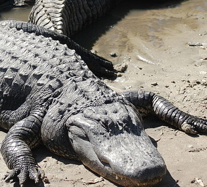 What People Trade for Crocodile, March 2022