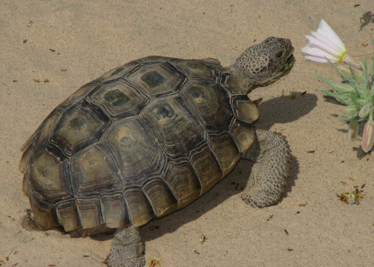 Mojave Solar Project Killing Threatened Desert Tortoises - The 