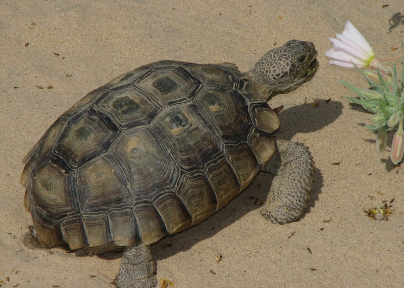 Mojave Solar Project Killing Threatened Desert Tortoises - The ...