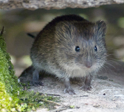 VOLE: This California vole - Lindsay Wildlife Experience