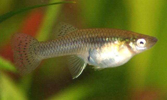 The Capacity for Thermal Acclimation in Mosquitofish - The Heartland ...