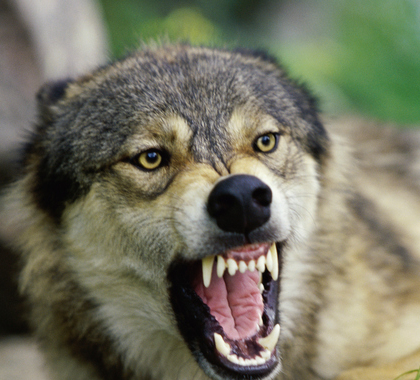 Mexican Gray Wolf Livestock Kills Are Rising Rapidly in Arizona and New ...