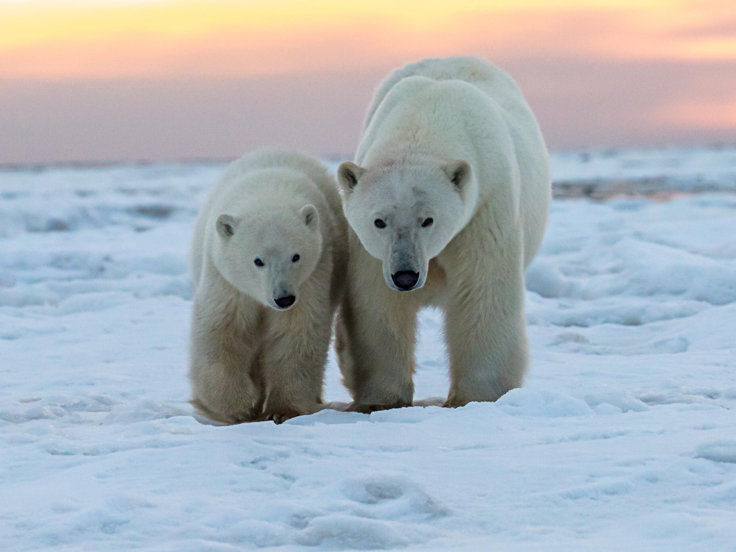 Polar Bears and Coral Reefs Are Doing Just Fine - The Heartland Institute