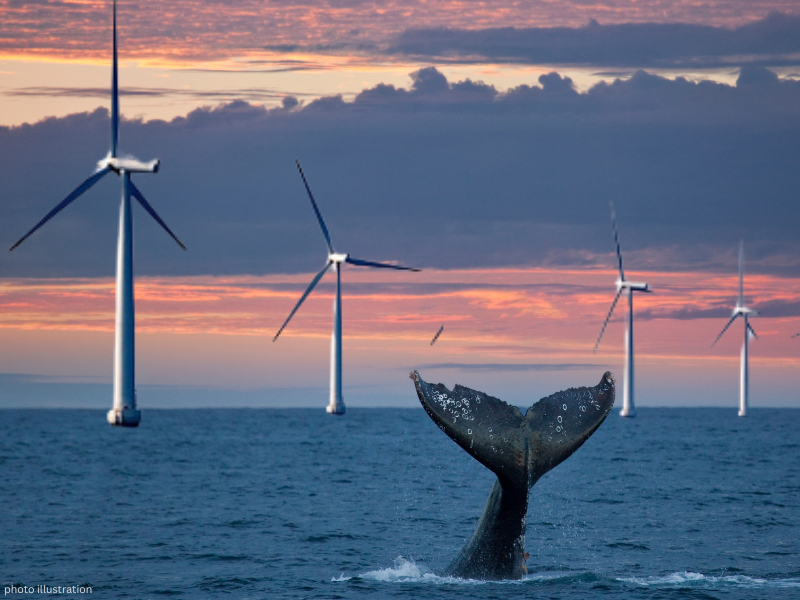 whales wind turbine