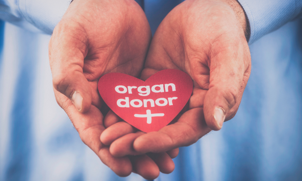 Organ donor